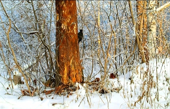тук-тук! / Дятел зима лес Новосибирск