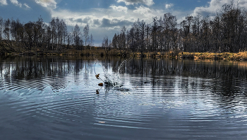 Пейзаж ноября. / Застыл осенний лес,
 Отражаясь в зеркальной синеве.
В ней слышен чей-то всплеск-
и птиц прощальный голос в вышине.