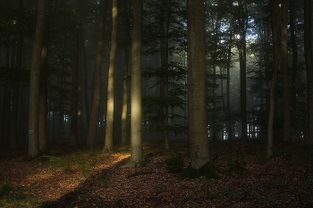 Луч солнца / Осенним утром в лесу. Лесной пейзаж
