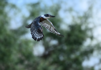 Ringed Kingfisher(m) / Красногрудый пегий зимородок, или красногрудый ошейниковый зимородок (лат. Megaceryle torquata) — вид птиц семейства зимородков. Самый большой зимородок на американском континенте,достигает длины 40 см.