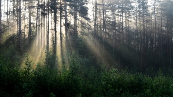 Утро в сосновой роще...... / Петербург-Юкки. Июнь