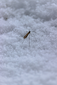 Зимний комар... / Зимние комары (лат. Trichoceridae) — семейство насекомых из отряда двукрылых.
Взрослые комары встречаются весной и поздней осенью. Некоторые проявляют активность даже в зимнее время, отчего им собственно и было присвоено такое название.