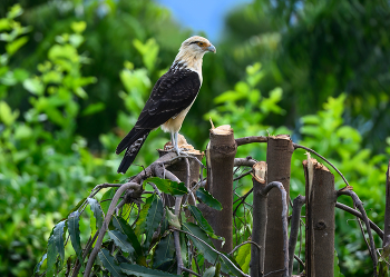 Yellow-headed caracara / Химахима