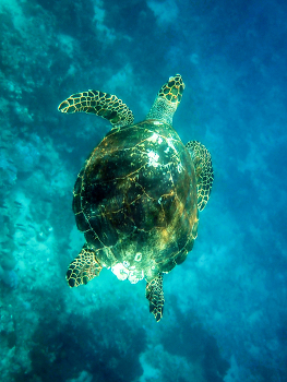Морская черепаха семейства Сheloniidae / Морская черепаха семейства Сheloniidae. индийский океан, 2023.