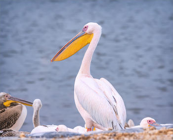 На отдыхе / Через территорию Израиля проходят миграционные пути розовых пеликанов. Сотни птиц отдыхают на озере в Израиле.
