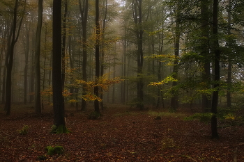 Краски осени / Утренний пейзаж в осеннем лесу.