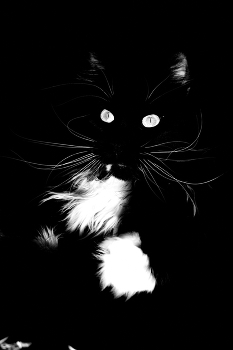 &nbsp; / Черно-белый кот