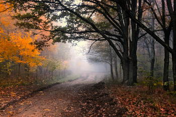 Осенняя / Снято утром в лесу
