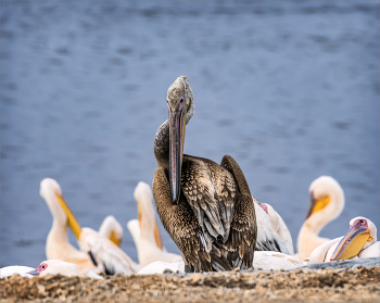 &quot;Гадкий утенок&quot; / Молодые пеликаны окрашены в грязно—бурый или серый цвет и остаются такими до половозрелого возраста ( примерно 3 года)