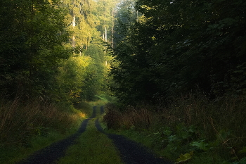 Углубление / Осенний пейзаж в утреннем лесу.