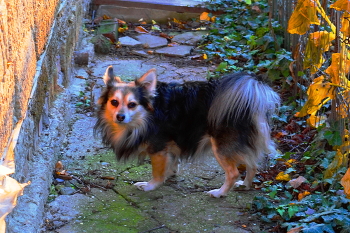 Под утренними лучами / Утренние лучи поймали Микки