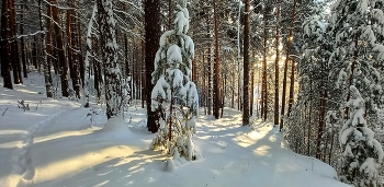 утро в лесу / В утренних лучах