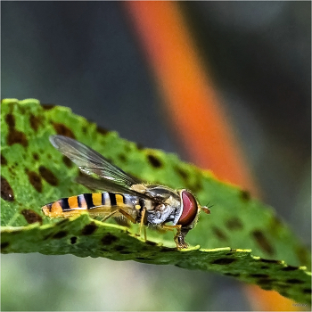 &nbsp; / Мармеладная муха-журчалка, или Сирф окаймлённый (Episyrphus balteatus). Самец
