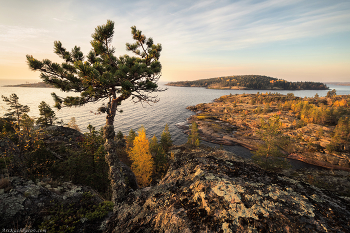 "Чудо-сосна" / Ладожские сосны – это отдельный вид искусства. Некоторые из них уже стали символами тех мест и даже целых островов, где находятся