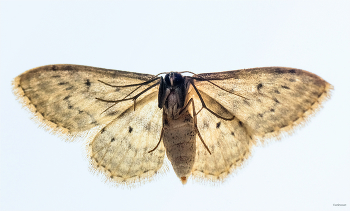 &nbsp; / Пяденица полушёлковая (Idaea subsericeata (Haworth 1809). Испод