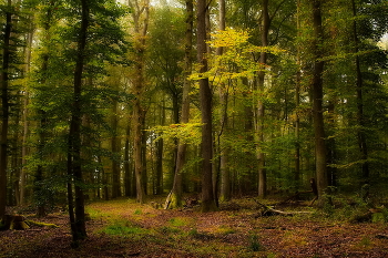 На лесной опушке / Осенний лесной пейзаж