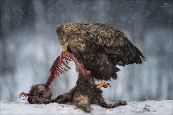 ХИЩНИК / Взрослый орлан-белохвост на приваде.
Беларусь, Витебская область, январь 2023г.
Жизнь Красного Бора как она есть - из песни слов не выкинешь ..

© https://phototravel.pro/phototravel2024