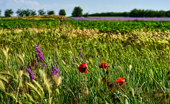 Дверь в лето / Северо-западный Крым. Лето