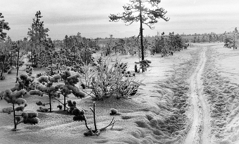 Лыжня / Архангельск