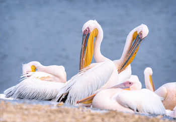 &nbsp; / Перья у пеликанов быстро намокают, поэтому после недолгого пребывания в воде они теребят свои перышки для просушки.