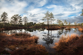 "Болотное отражение" / Контур берега и отражения сосен идеально дополняют друг друга. Любимая локация на любимом болоте в осеннем наряде
