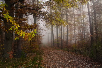 Поздняя осень / Красивое утро в осеннем туманном лесу .
Этюд.