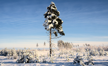 В молодом лесу. / После пожара в 2010 году осталось несколько старых сосен. Подрастают новые.