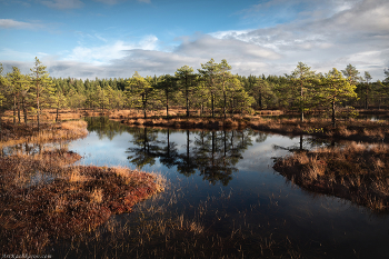 &quot;Среди болот и озер&quot; / Озерно-болотные ландшафты на севере Ленинградской области. Октябрь месяц