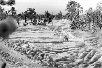 Снежное покрывало / Архангельская область