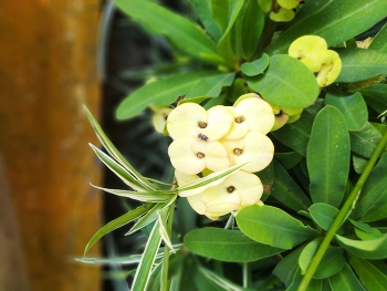 &nbsp; / Yellow euphorbia flower