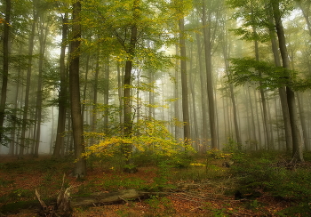 Осень в кадре / Осеннее туманное утро в лесу.