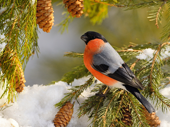 Зимние птицы / Зима - это, безусловно, красивое время года. Но природа становится еще более нарядной, когда на деревьях, покрытых снегом, появляются наши зимние гости - красногрудые красавцы-снегири. Мы с детства привыкли считать снегирей символом зимы, ведь мы видим этих ярких птиц, похожих на новогодние игрушки, когда выпадает много снега, и ударяют морозы. Недаром снегири так часто украшают новогодние открытки. А (примета) прилет снегирей к дому или во двор к человеку дарит ему надежду на светлое будущее.