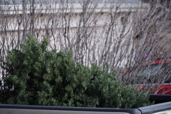 Не дожила до Нового Года. / Расстроилась, эта елка соседкая не дожила до Нового Года 1 день. После рождества, вчера ее поместили в трак и увезли на свалку.