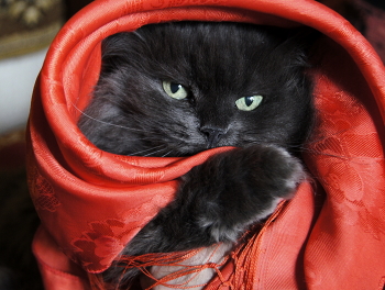 Новогодний маскарад / Ксюша самая спокойная кошка,очень любящая хозяев