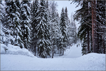 Январь в архангельских лесах. / В нескольких километрах от города.