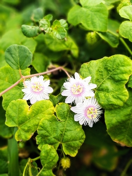  / Mini passion fruit flowers blooming in the sun