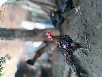 &nbsp; / Unique feathered rooster walking