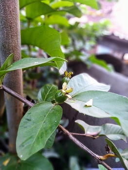 &nbsp; / Guava fruit is still small and green