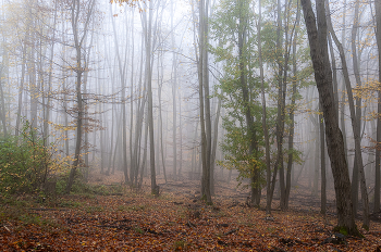 Осенний лес / ...