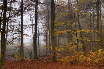 День туманный / Ноябрьским туманным днем в лесу.
