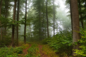 За туманом.... / Осеннее утро в туманном лесу.