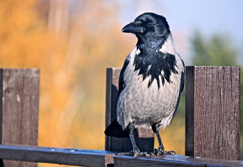 Везде она обычна / ВОРОНА СЕРАЯ (Corvus cornix)

Вороны общаются между собой, вороний язык имеет богатый «словарный запас». Есть особые звуки для ухаживания за самкой, обращения к молодняку, ругани, угроз, сигналов тревоги, бедствия... 
© Fishki.net
Голоса птиц: https://yandex.ru/video/preview/18021498032619101630