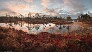 &quot;Октябрь на болоте&quot; / В октябре верховые болота выглядят красочно. Под ногами ковер из разноцветных мхов, а в топях желто-оранжевая поросль шейхцерии