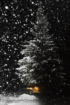 елочка / Светящийся домик под елочкой -это частный дом в нескольких метрах от елки