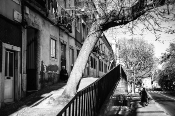 Бабушка под деревом / Лиссабон, уровни и линии