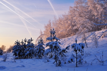 Мороз и солнце! / Январский солнечный день на опушке леса.