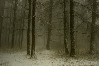 Туманное утро / Лиственницы