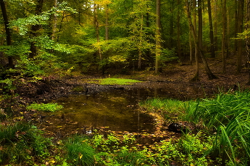 Зелёный октябрь / Водоем в глухом лесу.Осенний пейзаж.