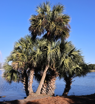 В Новом Орлеане / ***