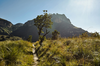 Тропинка / Royal Natal National Park, ЮАР